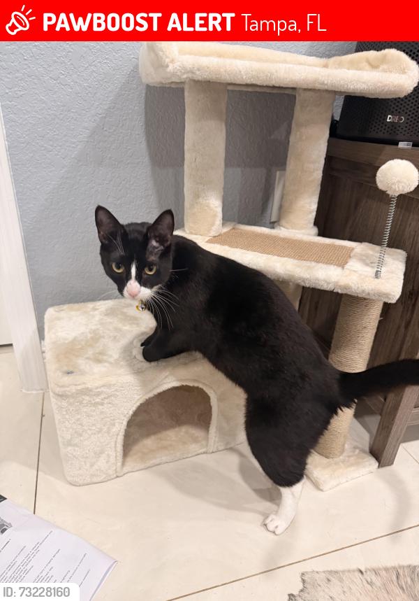 Lost Male Cat last seen Ashley Dr, Tampa, FL 33612