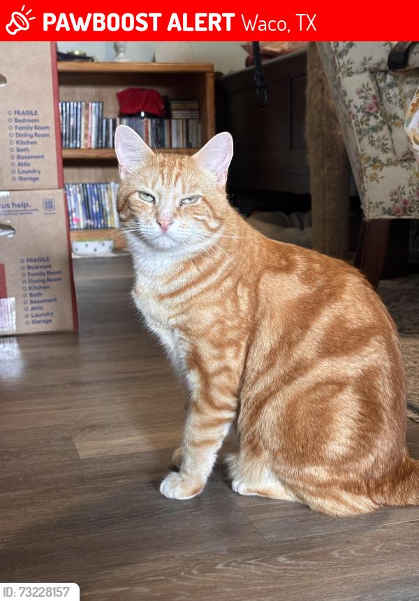 Lost Male Cat last seen Moldbreaker Fellowship Church, Waco, TX 76712