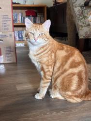 Lost Male Cat last seen Moldbreaker Fellowship Church, Waco, TX 76712