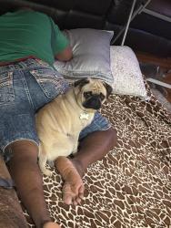 Lost Male Dog last seen Ethan way Yorkshire rd, Sacramento, CA 95815