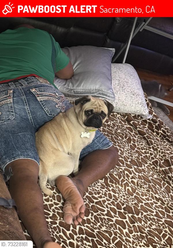 Lost Male Dog last seen Ethan way Yorkshire rd, Sacramento, CA 95815