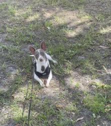 Reunited Female Dog last seen Levis st and MLK Jr Dr, Tarpon Springs, Tarpon Springs, FL 34689
