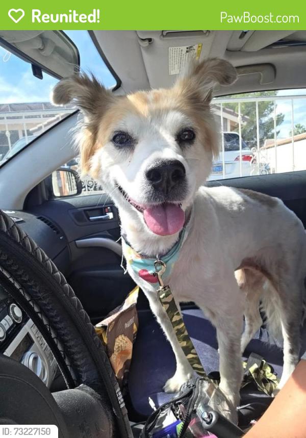 Reunited Female Dog last seen Basic and Magnesium, Henderson, NV 89015