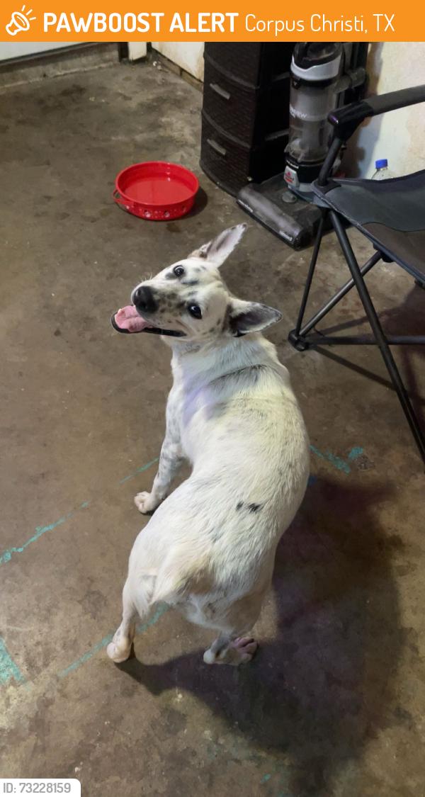 Found/Stray Female Dog last seen Carroll Lane and McArdle, Corpus Christi, TX 78415