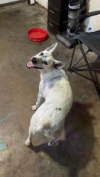 Found/Stray Female Dog last seen Carroll Lane and McArdle, Corpus Christi, TX 78415