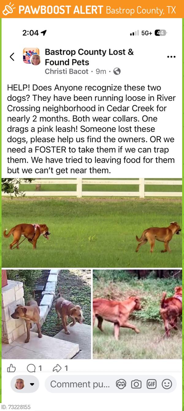Found/Stray Male Dog last seen Colorado Drive and Palo Duro Drive, Bastrop County, TX 78612