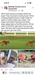 Found/Stray Male Dog last seen Colorado Drive and Palo Duro Drive, Bastrop County, TX 78612