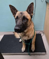 Shelter Stray Male Dog last seen Near RUSTIC CT, SUN VALLEY NV 89433, 2825 Longley Ln Suite A, Reno, NV 89502, USA