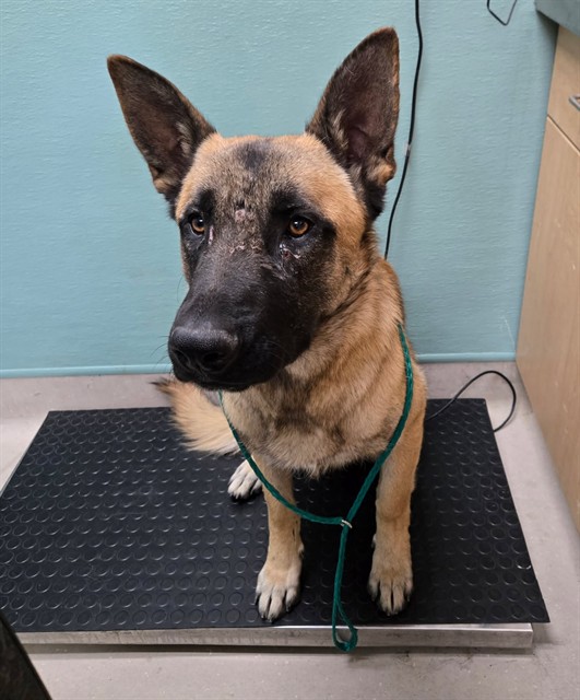 Shelter Stray Male Dog last seen Near RUSTIC CT, SUN VALLEY NV 89433, 2825 Longley Ln Suite A, Reno, NV 89502, USA