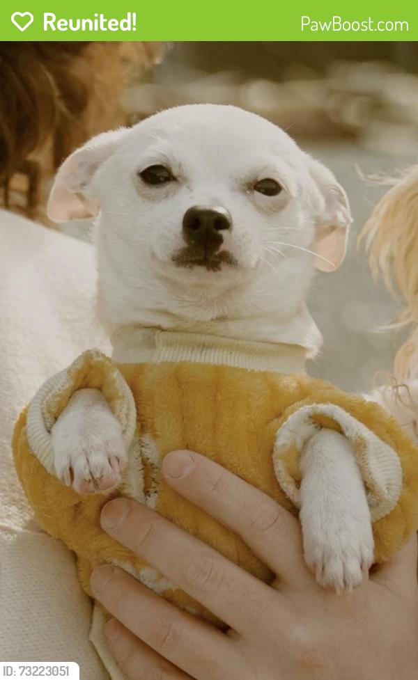 Reunited Male Dog last seen 8215, 8217 51st St Ct W, University Place, WA 98467, USA, University Place, WA 98467
