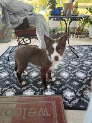 Found/Stray Male Dog last seen Old Lorena Rd, Lorena, TX 76655