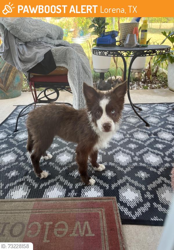Found/Stray Male Dog last seen Old Lorena Rd, Lorena, TX 76655
