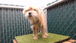 Shelter Stray Female Dog last seen , 11258 Garfield Ave, Downey, CA 90242, USA