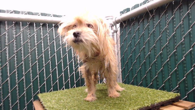 Shelter Stray Female Dog last seen , 11258 Garfield Ave, Downey, CA 90242, USA