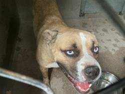 Shelter Stray Male Dog last seen MONTEREY & PEDLEY, 333 Chandler Pl, San Bernardino, CA 92408, USA