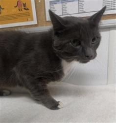 Shelter Stray Male Cat last seen , 600 Aviation Dr, Camarillo, CA 93010, USA