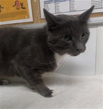 Shelter Stray Male Cat last seen , 600 Aviation Dr, Camarillo, CA 93010, USA