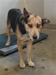 Shelter Stray Male Dog last seen , 600 Aviation Dr, Camarillo, CA 93010, USA