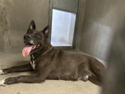 Shelter Stray Female Dog last seen Near BLOCK W 5TH ST, 333 Chandler Pl, San Bernardino, CA 92408, USA