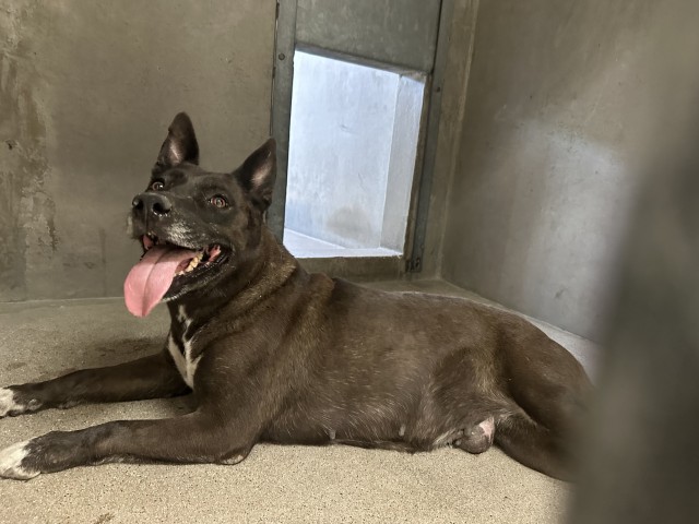 Shelter Stray Female Dog last seen Near BLOCK W 5TH ST, 333 Chandler Pl, San Bernardino, CA 92408, USA