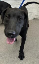 Shelter Stray Male Dog last seen CALIFORNIA X BASELINE, 333 Chandler Pl, San Bernardino, CA 92408, USA