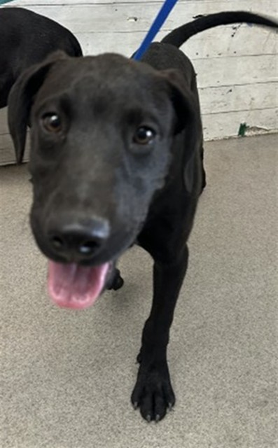 Shelter Stray Male Dog last seen CALIFORNIA X BASELINE, 333 Chandler Pl, San Bernardino, CA 92408, USA