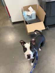 Shelter Stray Female Dog last seen , West Valley Animal Shelter, 20655 Plummer St, Chatsworth, CA 91311, USA