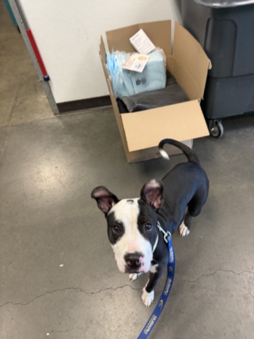 Shelter Stray Female Dog last seen , West Valley Animal Shelter, 20655 Plummer St, Chatsworth, CA 91311, USA