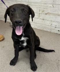 Shelter Stray Male Dog last seen CALIFORNIA X BASELINE, 333 Chandler Pl, San Bernardino, CA 92408, USA