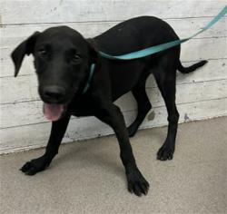 Shelter Stray Male Dog last seen CALIFORNIA X BASELINE, 333 Chandler Pl, San Bernardino, CA 92408, USA