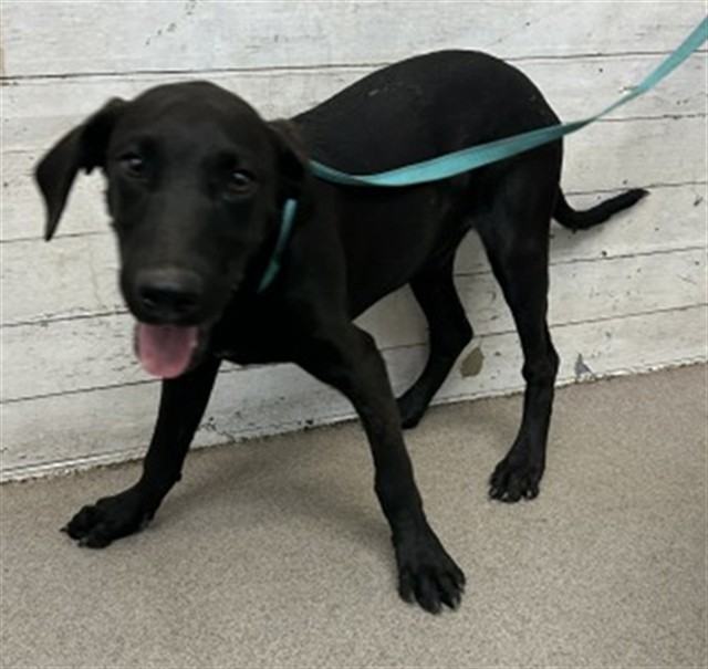 Shelter Stray Male Dog last seen CALIFORNIA X BASELINE, 333 Chandler Pl, San Bernardino, CA 92408, USA