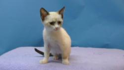 Shelter Stray Female Cat last seen , 216 W Victoria St, Gardena, CA 90248, USA