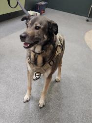 Shelter Stray Male Dog last seen , 3201 Lacy St, Los Angeles, CA 90031, USA