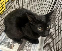 Shelter Stray Male Cat last seen , 3201 Lacy St, Los Angeles, CA 90031, USA