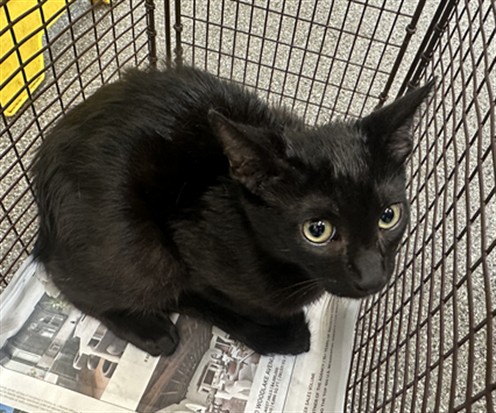 Shelter Stray Male Cat last seen , 3201 Lacy St, Los Angeles, CA 90031, USA