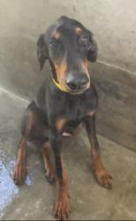 Shelter Stray Male Dog last seen , 1850 W 60th St, Los Angeles, CA 90047, USA