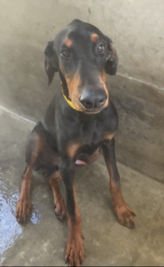 Shelter Stray Male Dog last seen , 1850 W 60th St, Los Angeles, CA 90047, USA