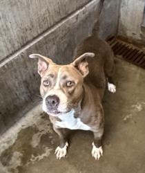 Shelter Stray Female Dog last seen , 11361 W Pico Blvd, Los Angeles, CA 90064, USA