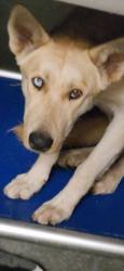 Shelter Stray Female Dog last seen , 11361 W Pico Blvd, Los Angeles, CA 90064, USA
