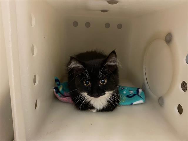 Shelter Stray Male Cat last seen Near BLOCK N 86TH ST, 3839 W Burnham St, West Milwaukee, WI 53215, USA