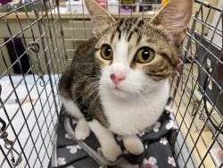 Shelter Stray Unknown Cat last seen Near BLOCK N 86TH ST, 3839 W Burnham St, West Milwaukee, WI 53215, USA