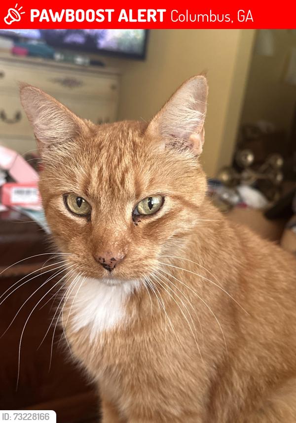 Lost Male Cat last seen 17th Street / Cross Country Hill, Columbus, GA 31906