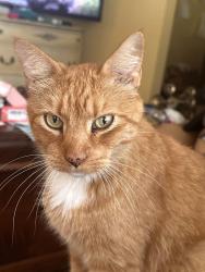 Lost Male Cat last seen 17th Street / Cross Country Hill, Columbus, GA 31906