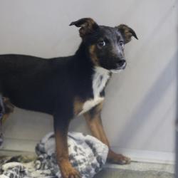 Shelter Stray Male Dog last seen MOUNT VISTA AND JUDSON, 4710 TX-151, San Antonio, TX 78227, USA