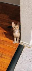 Shelter Stray Female Cat last seen GILLMORE AVE, 4710 TX-151, San Antonio, TX 78227, USA
