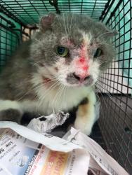 Shelter Stray Male Cat last seen OAK SHADOWS AND TURTLE ROCK, 4710 TX-151, San Antonio, TX 78227, USA