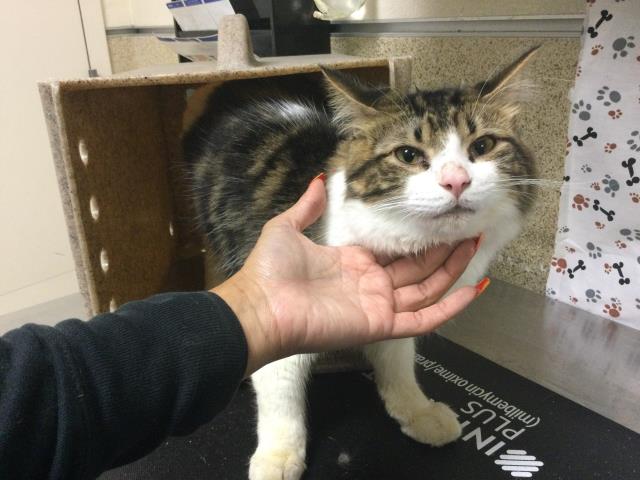 Shelter Stray Male Cat last seen Near BLOCK JURUPA AVE, RIVERSIDE CA, 6851 Van Buren Boulevard, Jurupa Valley, CA 92509, USA