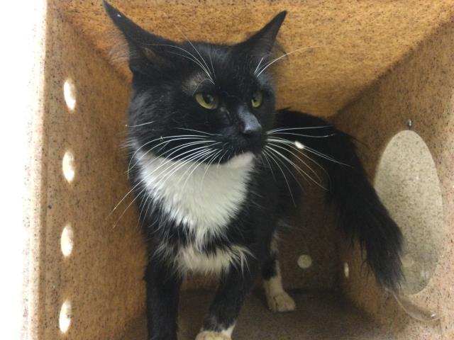 Shelter Stray Female Cat last seen Near BLOCK JURUPA AVE, RIVERSIDE CA, 6851 Van Buren Boulevard, Jurupa Valley, CA 92509, USA