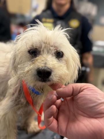 Shelter Stray Male Dog last seen Near BLOCK 36TH ST, JURUPA VALLEY, CA, 6851 Van Buren Boulevard, Jurupa Valley, CA 92509, USA