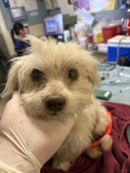 Shelter Stray Male Dog last seen Near BLOCK 36TH ST, JURUPA VALLEY, CA, 6851 Van Buren Boulevard, Jurupa Valley, CA 92509, USA